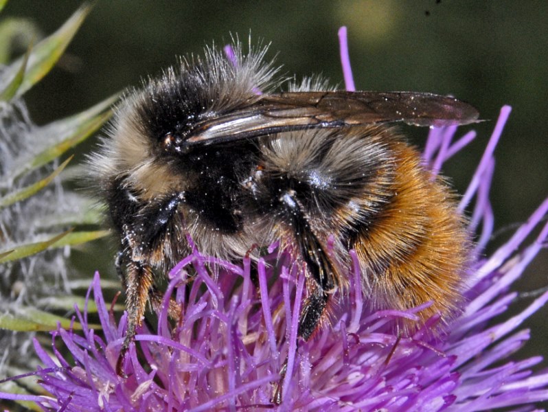 Bombus cfr. pyrenaeus tenuifasciatus